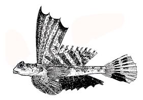 Synchiropus_ claves